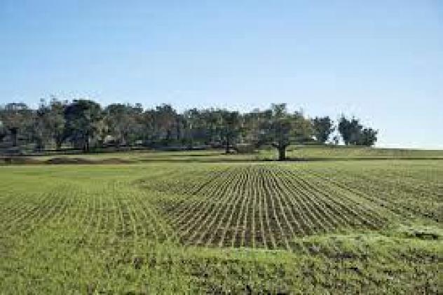 Terreno agricolo in vendita a Calci 5800 mq Rif: 1402403