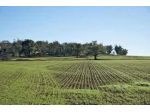 Terreno agricolo in vendita a Calci 5800 mq  Rif: 1402403