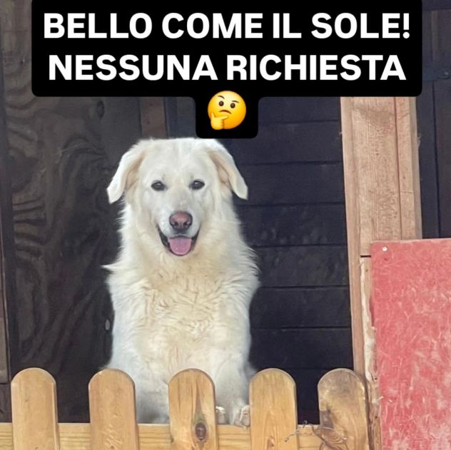 WHISKY CARATTERE ECCEZIONALE SALVATO DAL SUO AGUZZINO CERCA CASA CANE IN ADOZION - Foto 5