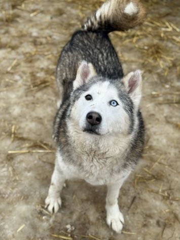 Arya, HUSKY tranquillona e tenerissima! - Foto 5