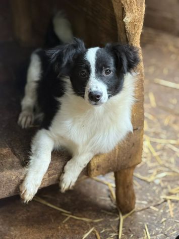DALIA, cucciola spaventata! MIX BORDER COLLIE. - Foto 3
