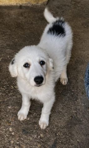 CUCCIOLE 3,5 MESI taglia media - Foto 5