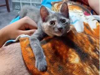 ZELDA, dolce gattina da adottare.