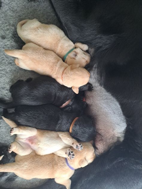 Cuccioli di Labrador Retriever - Foto 8