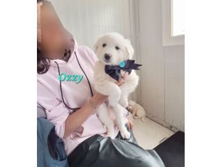 Chi mi vuole strapazzare di coccole? non aspetto altro !