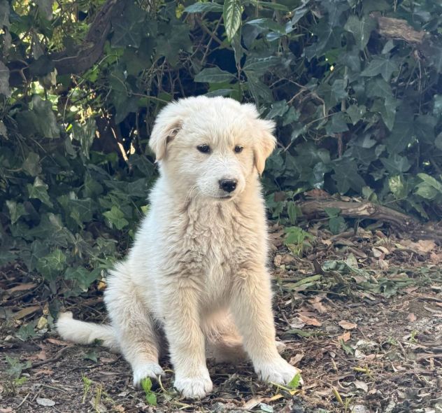 Zeus Thor Achielle cuccioli - Foto 3