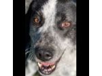 GENTILE E DISCRETO CAGNOLINO IN ADOZIONE
