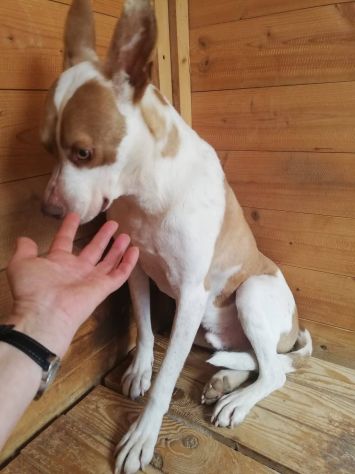 ELIO UN'OCCASIONE PER VIVERE, CANE IN ADOZIONE - Foto 6