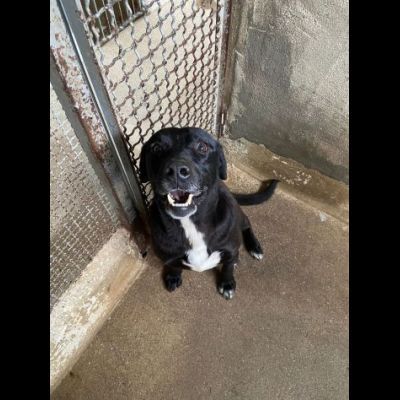 BORIS FANTASTICO ESEMPLARE DI CANE COZZA! DOLCISSIMO CAGNOLINO IN ADOZIONE - Foto 7