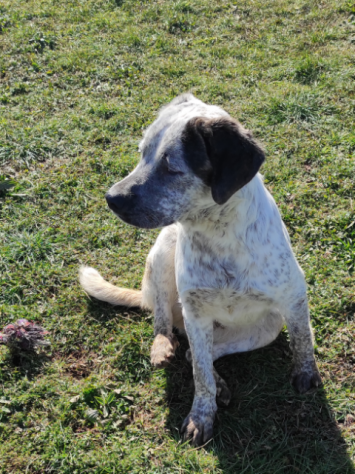 JAGO CANE IN ADOZIONE - Foto 4