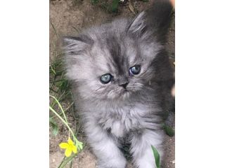 Gattini Persiani