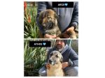 ARGO, e ATHOS, 11 MESI, TAGLIA MEDIA, RISCHIANO DI NON USCIRE PIU DAL CANILE