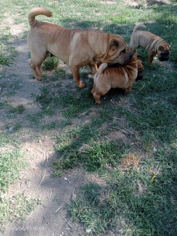 Shar Pei (cuccioli di SharPei) - Foto 2