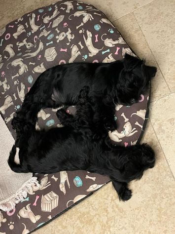 Zwergschnauzer comunemente detto Schnauzer nano - Foto 7