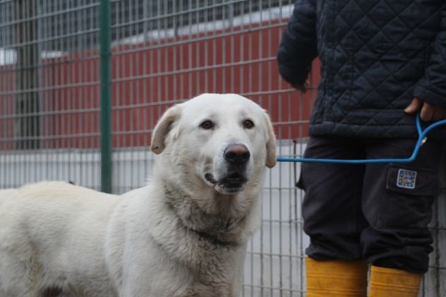 MALANDRINO, giovane e bello cerca famiglia URGENTE! - Foto 3