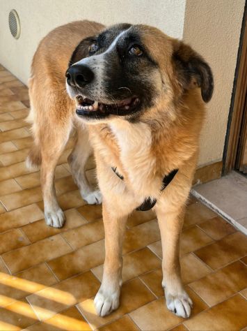Ambra 4 anni Taglia grande - Foto 3