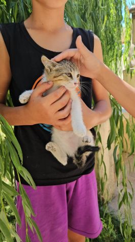 Bobby: maschietto 5 mesi - Foto 4