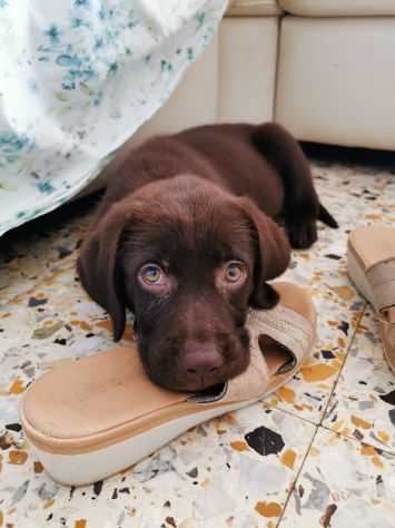 Cuccioli labrador cioccolato con Pedigree - Foto 6