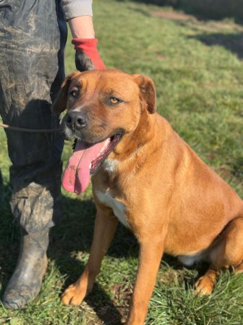GHOST -il gigante buono- - Foto 4