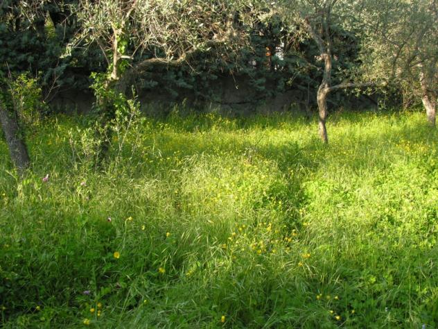 Villa Faraldi (IM) terreno edificabile - Foto 2