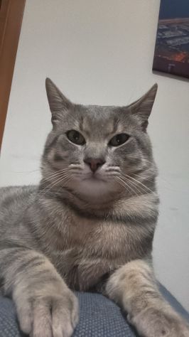 Chico e Icaro, 1 anno, gatti maschi - Foto 3