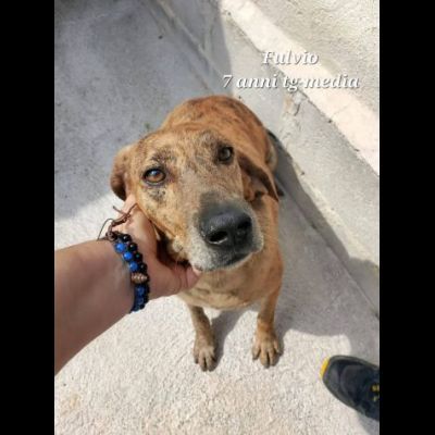 UN'OPPORTUNITA' PER QUESTE ANIME, CANI IN ADOZIONE - Foto 5