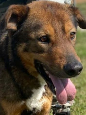GIOI CANE IN ADOZIONE