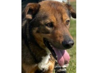 GIOI CANE IN ADOZIONE