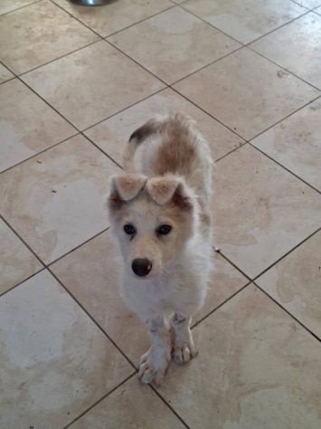 Clemente cucciolo - Foto 3