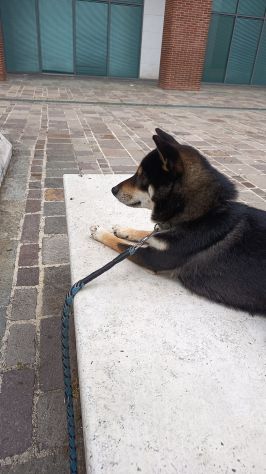DOG SITTER PESCARA