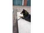 DOG SITTER PESCARA