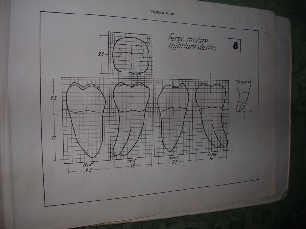 IL DISEGNO DEI DENTI - Foto 9
