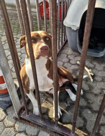 SASHA CUCCIOLA AMSTAFF 10 MESI CESSIONE DI PROPRIETA’ - Foto 4