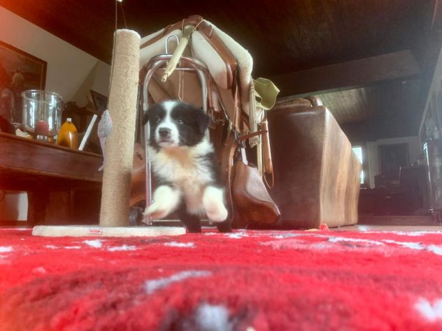 Border collie cuccioli di alta genealogia - Foto 2