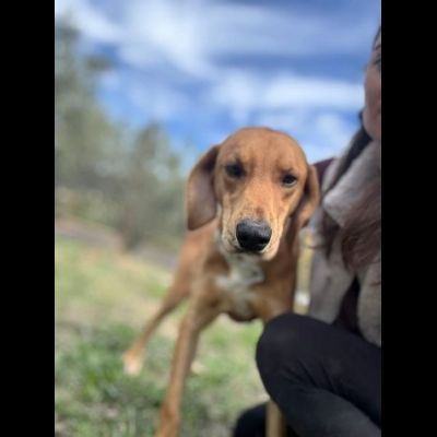 DIAMANTE SOCIEVOLE DELICATO CANE IN ADOZIONE TG CONTENUTA