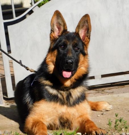 Cuccioli di Pastore Tedesco con pedigree Enci