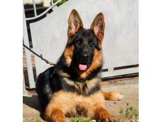 Cuccioli di Pastore Tedesco con pedigree Enci