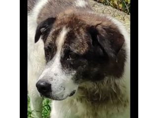 DOC LA DOLCEZZA, cane in adozione