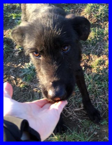 SMILZO, TENERO CAGNOLINO CERCA CASA - Foto 2