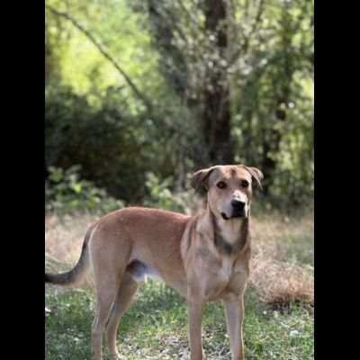 POLDO SOCIEVOLE AFFETTUOSO CAGNOLINO IN ADOZIONE - Foto 3