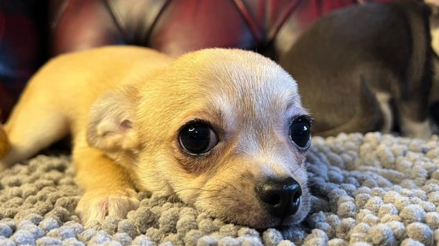 Cuccioli di chihuahua Maschio - Foto 4
