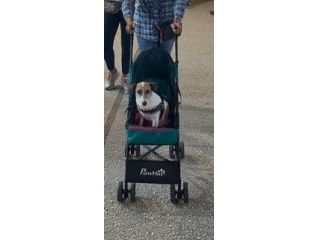 regalo passeggino per cagnolino