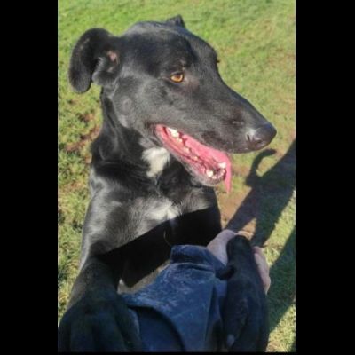 AARON coccolone e amorevole cane in adozione - Foto 7
