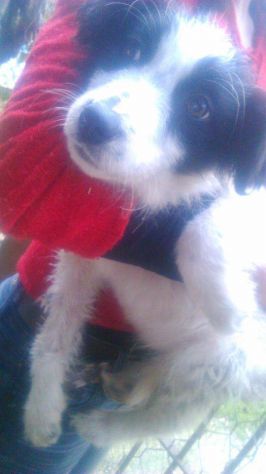 ROMEO, cucciolino maltrattato - Foto 2