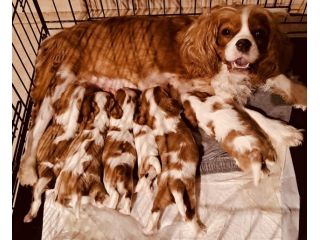 Cuccioli di cavalier king