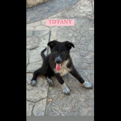 CUCCIOLI IN ADOZIONE - Foto 7