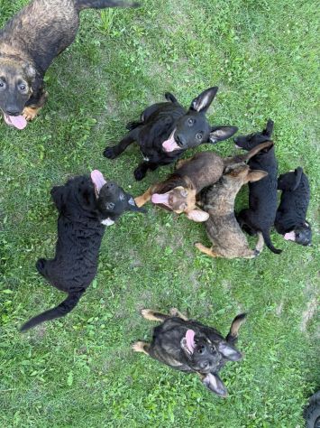 8 LUPACCHIOTTI cuccioli, super simpatici! - Foto 9