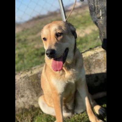 DOLCISSIMA  CAGNOLINA IN ADOZIONE - Foto 8