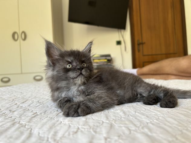 Maine Coon cucciolo pedigree ANFI - Foto 8