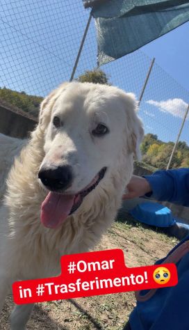 OMAR ADORABILE CUORE DI PANNA CANE IN ADOZIONE - Foto 3